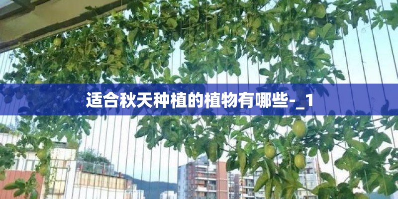 适合秋天种植的植物有哪些-_1