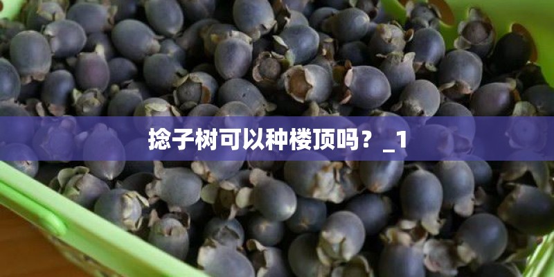 捻子树可以种楼顶吗？_1