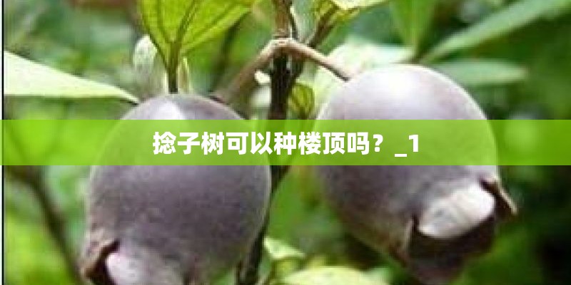 捻子树可以种楼顶吗？_1