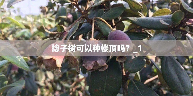 捻子树可以种楼顶吗？_1