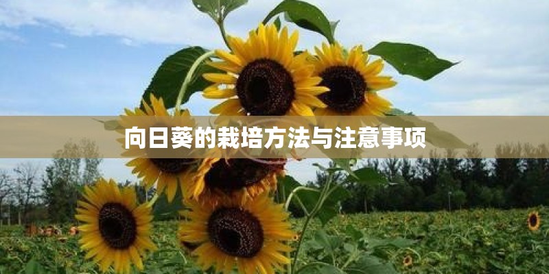 向日葵的栽培方法与注意事项