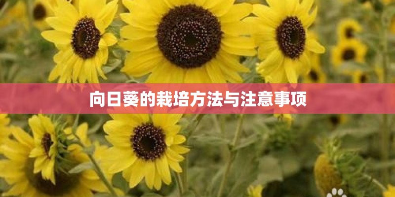 向日葵的栽培方法与注意事项