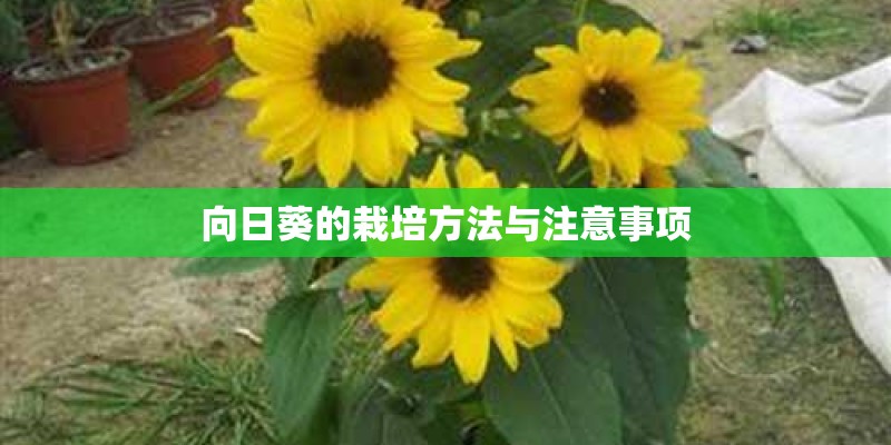 向日葵的栽培方法与注意事项