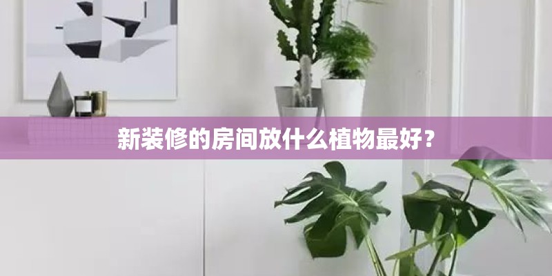 新装修的房间放什么植物最好？