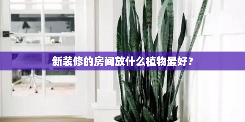 新装修的房间放什么植物最好？