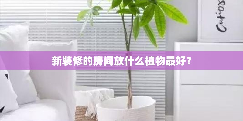 新装修的房间放什么植物最好？