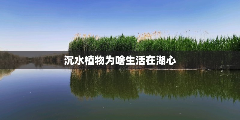 沉水植物为啥生活在湖心