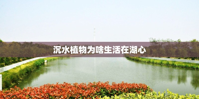 沉水植物为啥生活在湖心