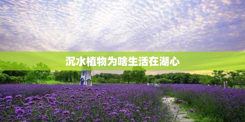 沉水植物为啥生活在湖心