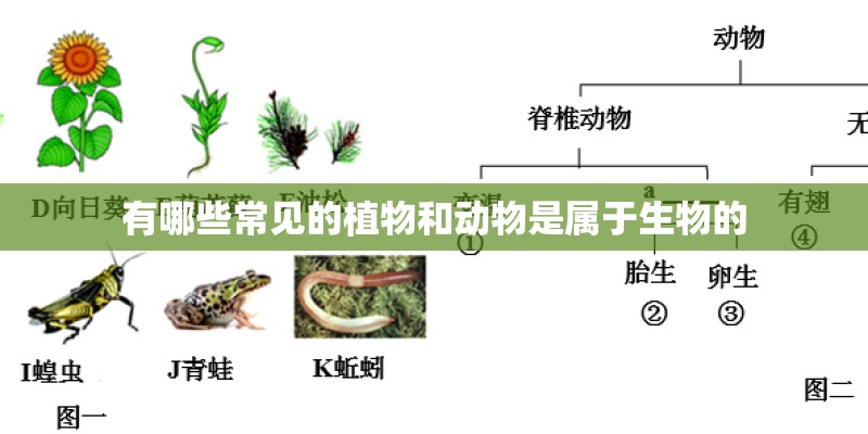 有哪些常见的植物和动物是属于生物的