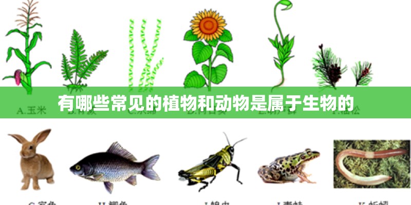 有哪些常见的植物和动物是属于生物的