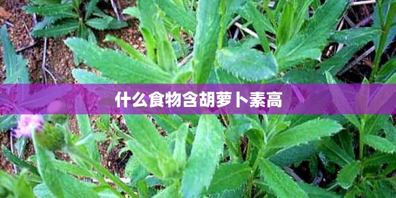 什么食物含胡萝卜素高