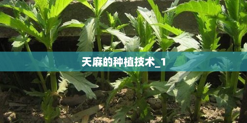 天麻的种植技术_1
