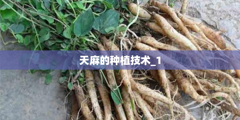 天麻的种植技术_1
