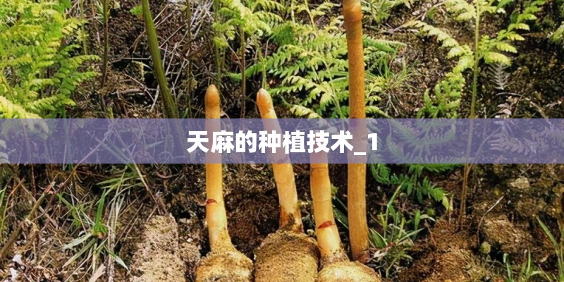 天麻的种植技术_1