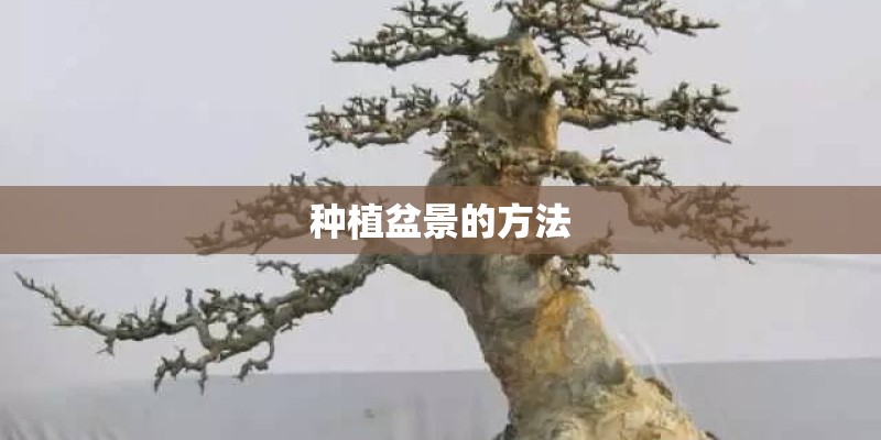 种植盆景的方法