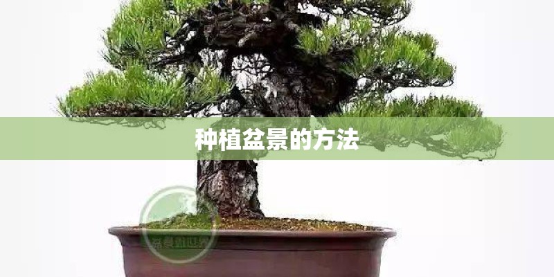 种植盆景的方法