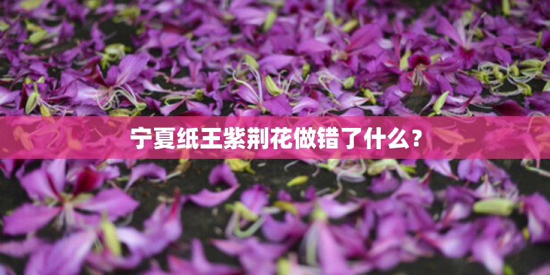 宁夏纸王紫荆花做错了什么？