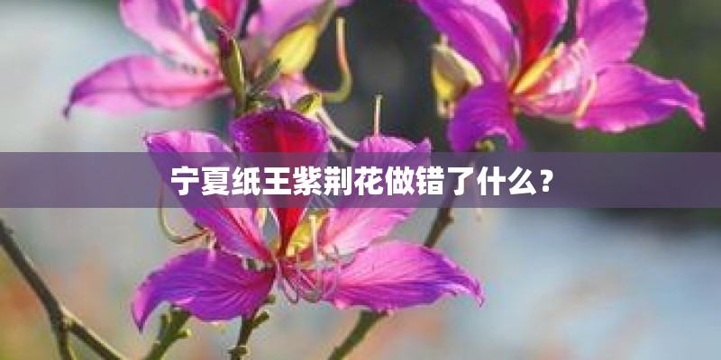 宁夏纸王紫荆花做错了什么？