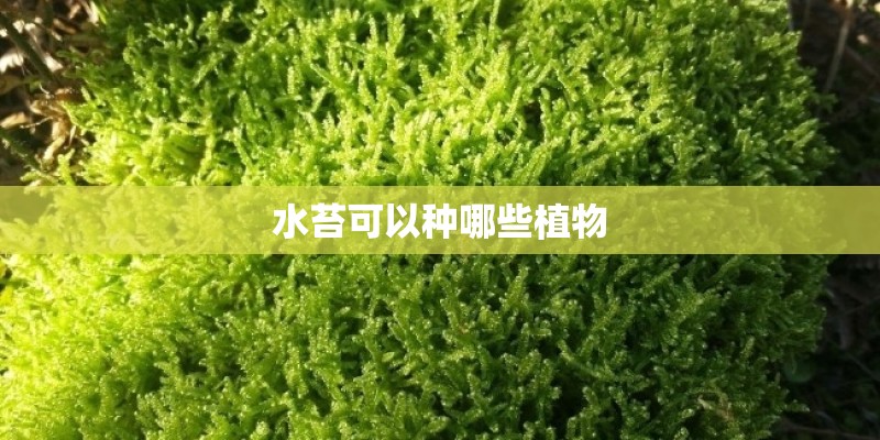 水苔可以种哪些植物