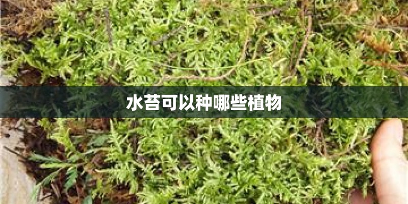 水苔可以种哪些植物