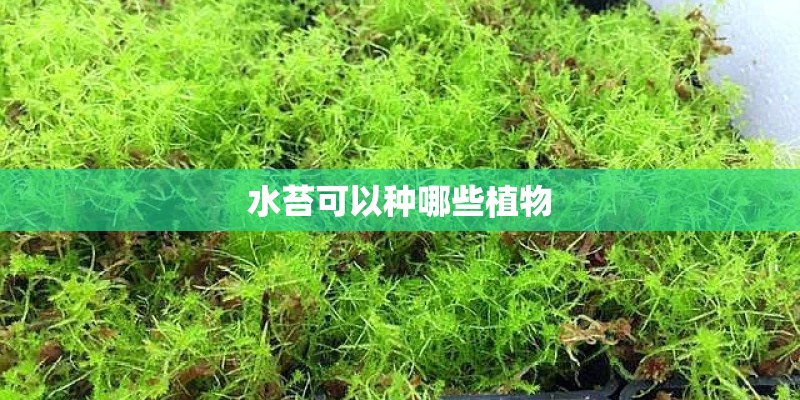 水苔可以种哪些植物