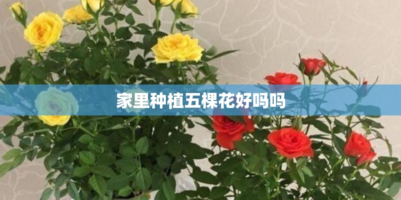 家里种植五棵花好吗吗