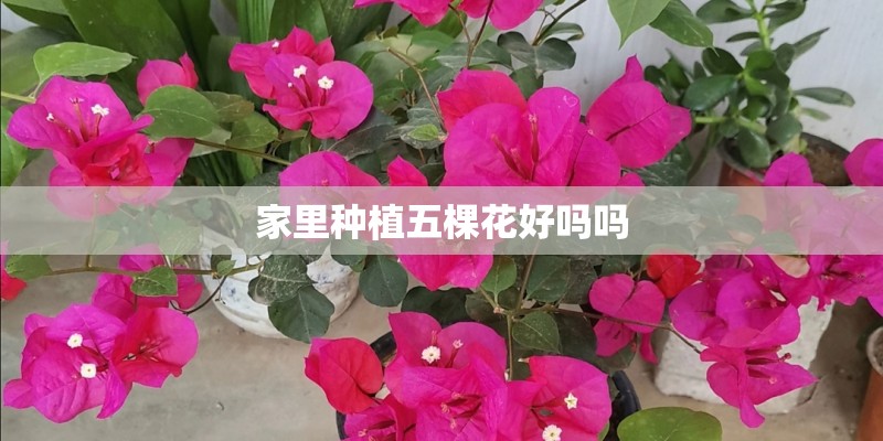 家里种植五棵花好吗吗