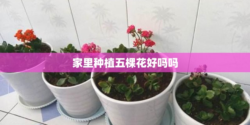 家里种植五棵花好吗吗
