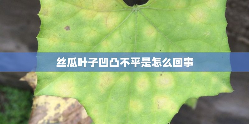 丝瓜叶子凹凸不平是怎么回事