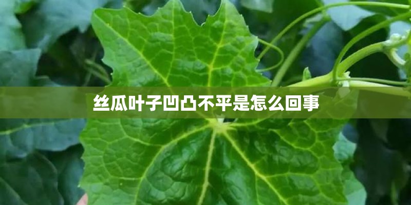 丝瓜叶子凹凸不平是怎么回事