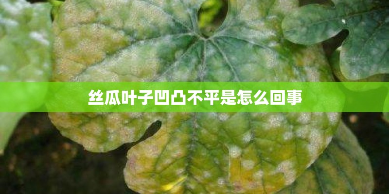 丝瓜叶子凹凸不平是怎么回事