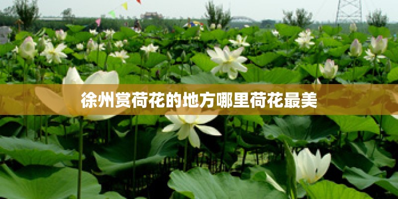 徐州赏荷花的地方哪里荷花最美