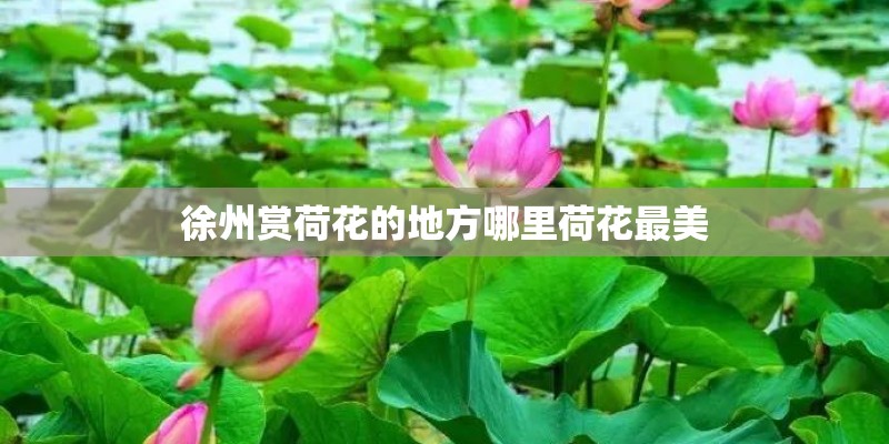 徐州赏荷花的地方哪里荷花最美