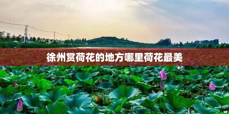徐州赏荷花的地方哪里荷花最美