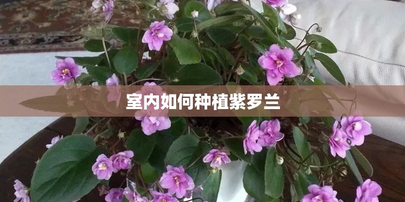 室内如何种植紫罗兰