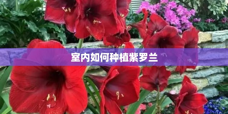 室内如何种植紫罗兰