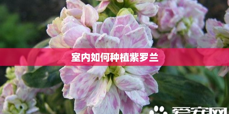室内如何种植紫罗兰