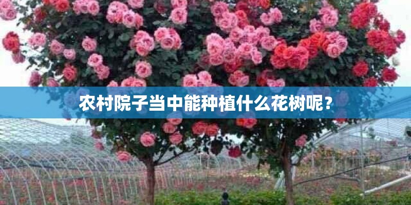 农村院子当中能种植什么花树呢？