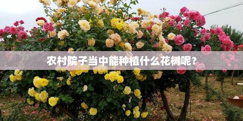 农村院子当中能种植什么花树呢？