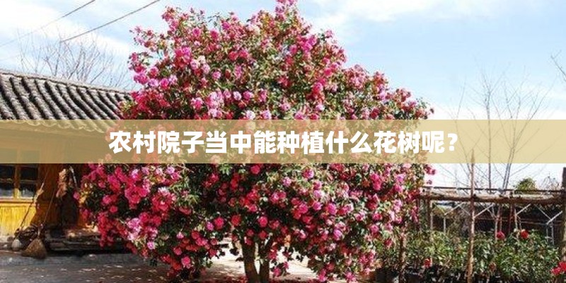 农村院子当中能种植什么花树呢？