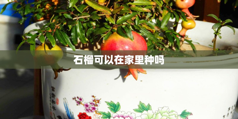石榴可以在家里种吗