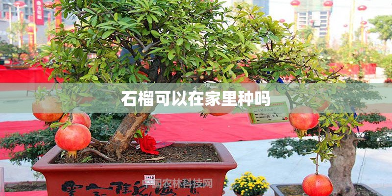 石榴可以在家里种吗