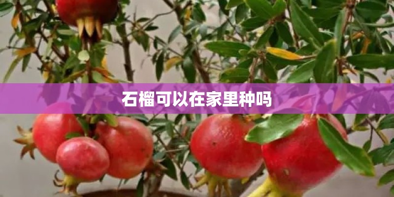 石榴可以在家里种吗