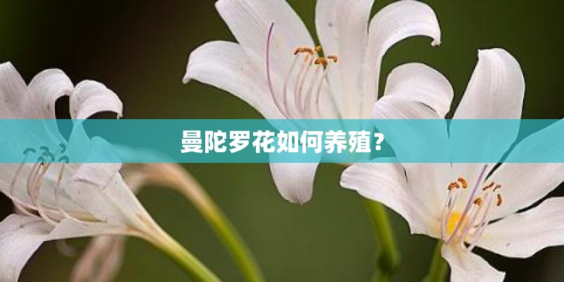 曼陀罗花如何养殖？