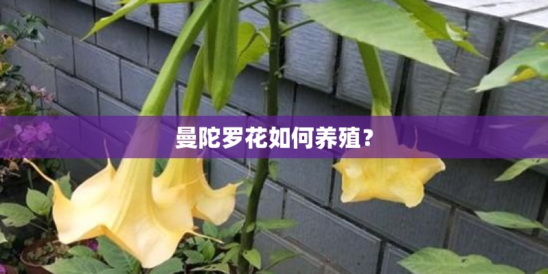 曼陀罗花如何养殖？