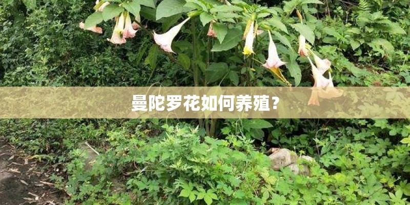 曼陀罗花如何养殖？