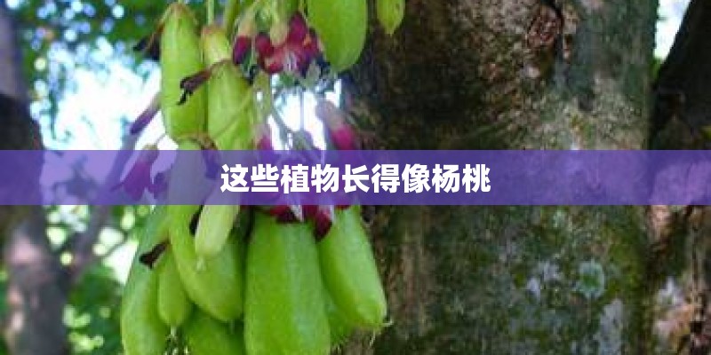这些植物长得像杨桃