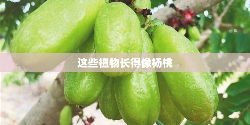 这些植物长得像杨桃