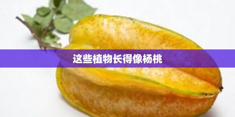这些植物长得像杨桃